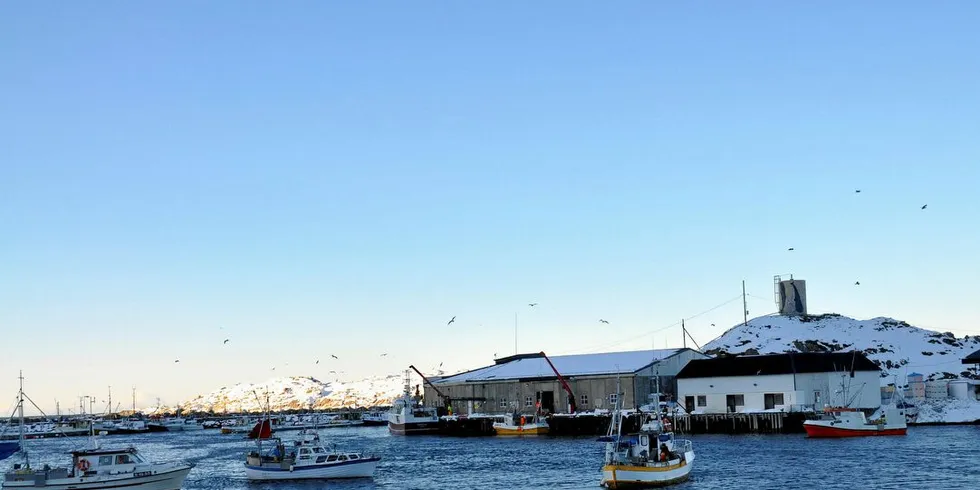 KVOTEBANK: – Havressursloven gir departementet tilstrekkelige fullmakter til å fordele kvoter etter drosjemodellen, skriver professorene ved Norges fiskerihøgskole.