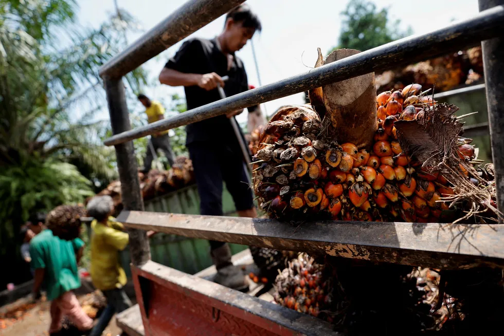 Over halvparten av verdens palmeolje produseres i Indonesia. Nå er det innført et eksportforbud. Konsekvensene merkes over hele verden. Her fra Pekanbaru i Riau-provinsen.