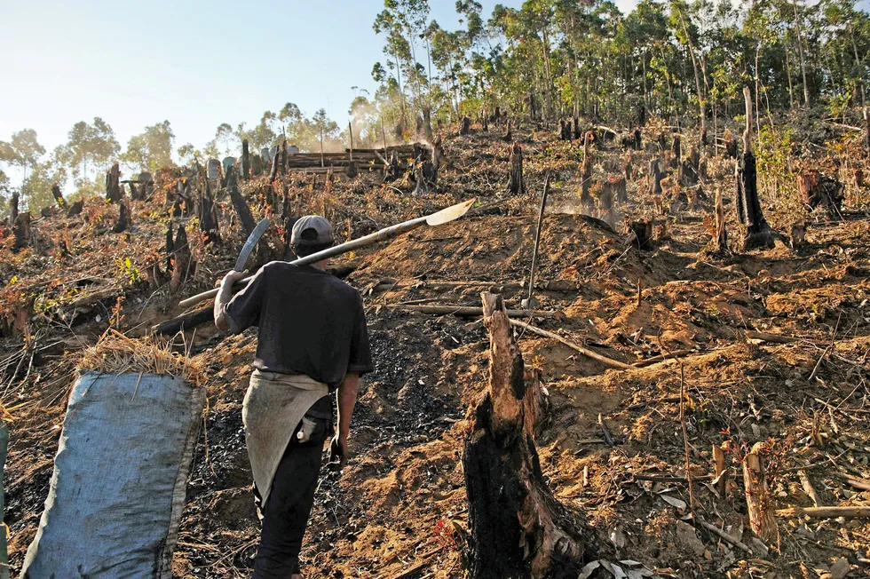 Vital fuel: a secondary forest in Madagascar that was cut down to make charcoal