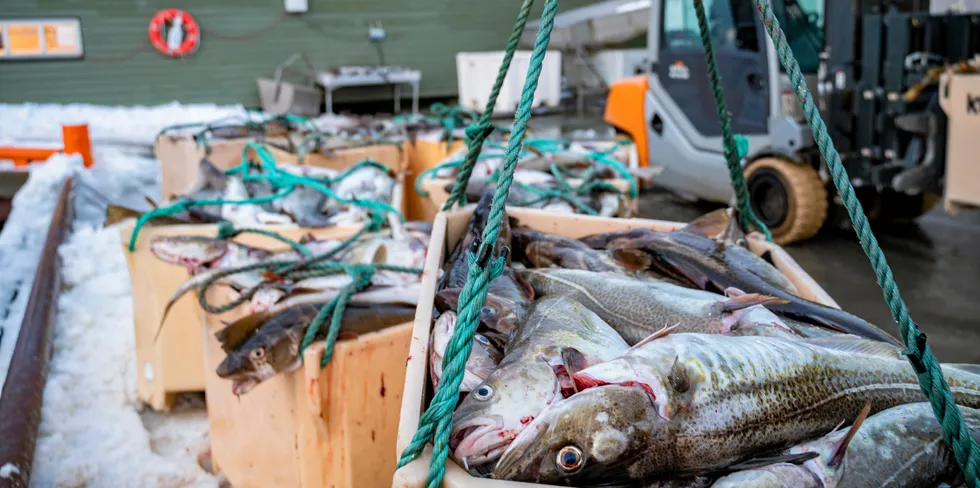 Fremover vil du ikke få like hyppige oppdateringer på leveransene av hvitfisk i Råfisklagets distrikt.