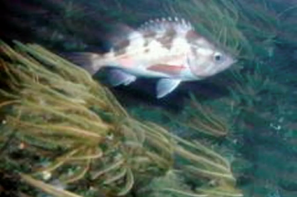 Darkblotched rockfish.