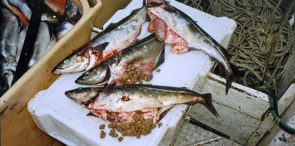 Sei er det mest kjente fiskeslaget fra pellets-debatten. Men også torsk er kommet på banen, og har nå vært gjennom pelletsforsøk hos Nofima.