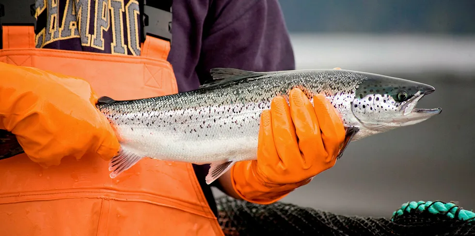 Mowi Canada ønsker å utvide smoltanlegg øst i Canada, men aksjonister har gått til søksmål fordi de mener også miljøkonsekvensene av økt produksjon i åpne merder i sjøen må tas i betraktning ved utvidelsen.