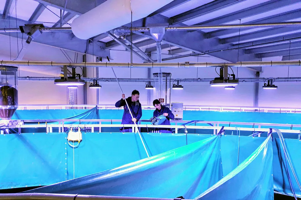 In a bluish light in an industrial hall in Fredrikstad, Norway's first salmon is produced onshore in a commercial recycling facility.