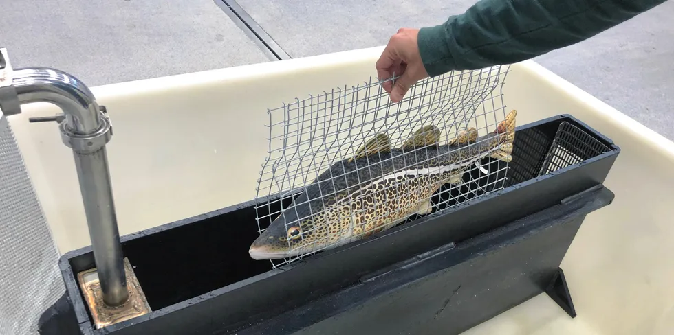 En saltlake som holdt 18 minusgrader gjorde fisken rolig og medførte ikke stress. Nå håper forskerne at metoden kan brukes til bedøving før slakt. Før det er aktuelt kreves det imidlertid mer forskning.