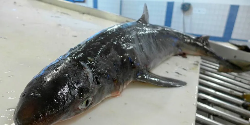 PIGGHÅ: Naturvernforbundet reagerer på at fiskere vil fiske mer pigghå. I dag er arten rødlistet, men bestanden er i bedring.Foto: Ole Erik Klokeide