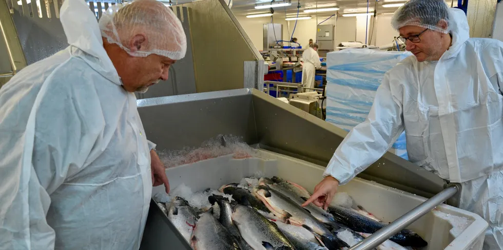 Det kan ikke være sånn at den gode fisken skal subsidiere kjøp av dårlig fisk, skriver artikkelforfatterne. Bildet viser sjekk av råvarer før fisken bearbeides videre.