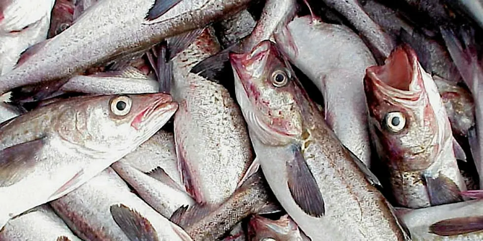 Surimi makes up half of US pollock exports.