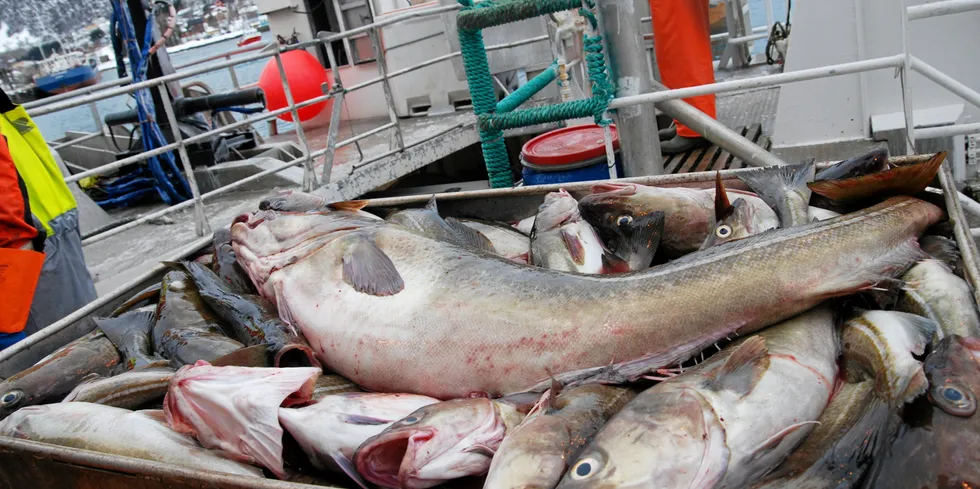 Nytt fiskeriselskap skal fiske hvitfisk fra Rypefjord-