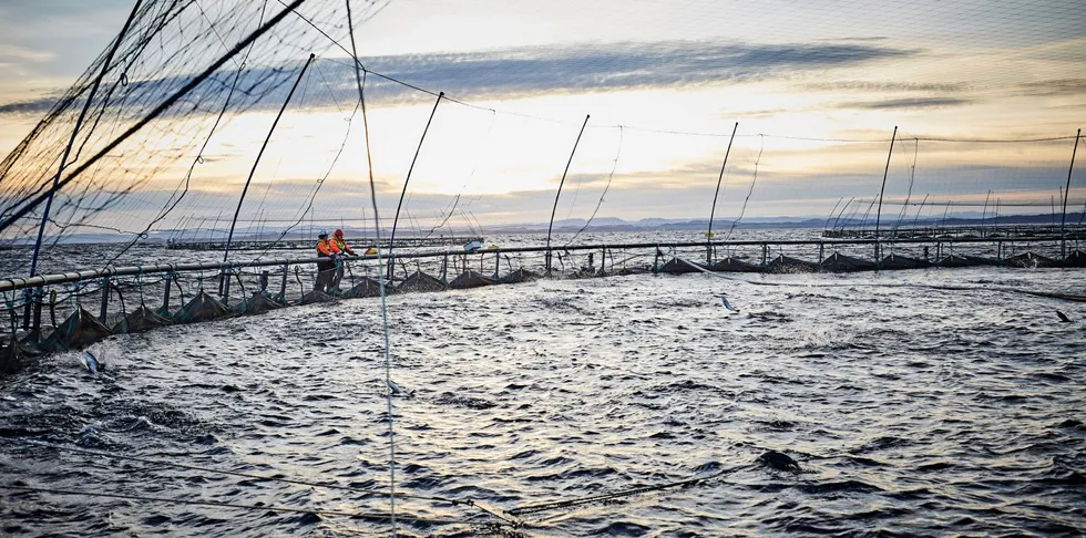 Det sto mer fisk i merdene i mai enn i tilsvarende måned året før.