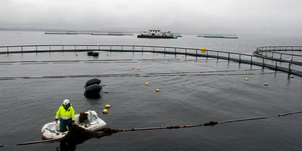 En marin næringspark kan bestå av tradisjonell akvakultur og taredyrking – såkalte flertrofiske oppdrettsanlegg – som forsynes av fornybar energi fra nærliggende havvindmøller, muligens lokalisert i tilknytning til utrangerte oljerigger. Bildet er av Lerøy og Bellonas selskap Ocean Forestpå Rongøy utenfor Bergen.