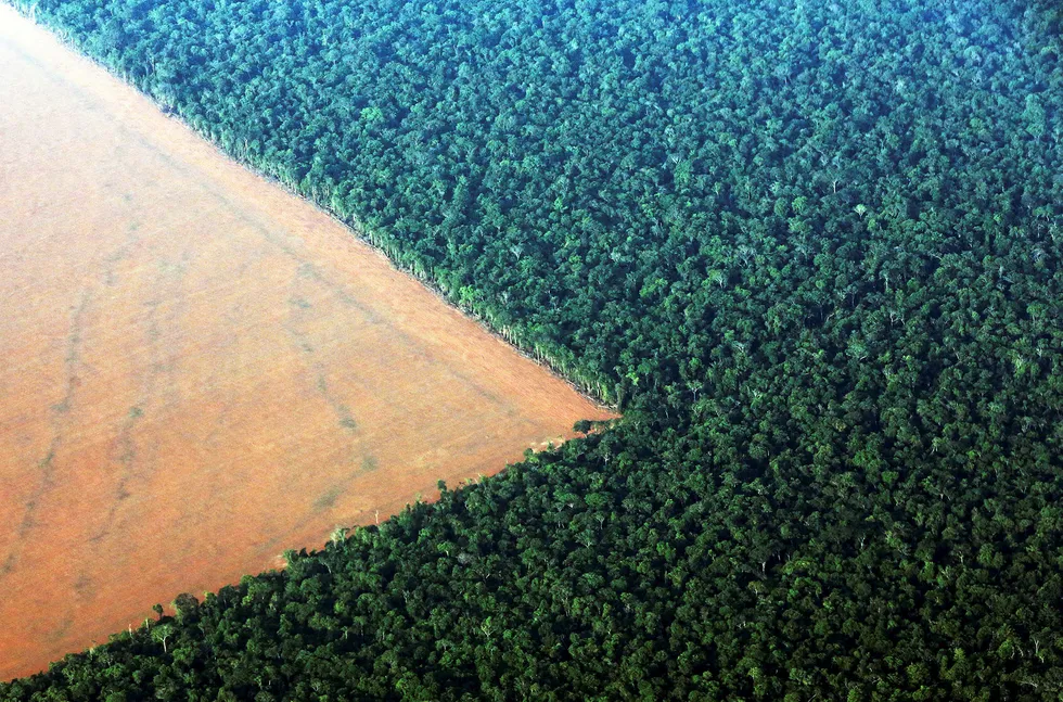 Vi er dypt bekymret for konsekvensene av den økte ulovlige avskogingen i Brasil, skriver Equinors Margareth Øvrum.