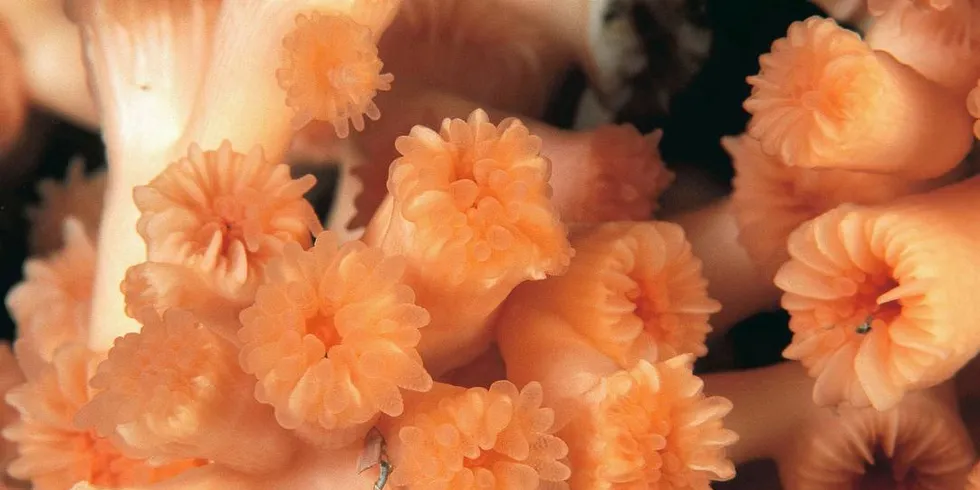 VOKSER UT: Her Polyps of the Pink Lophelia pertusa-koraller i Trondheimsfjorden. Foto: Olje/TFO