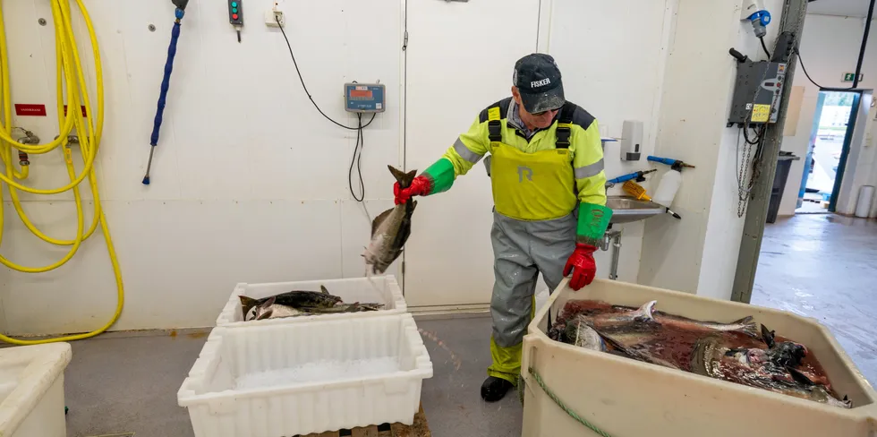 Levering av fersk fisk er et punkt hvor det ligger til rette for juks og manipulering med fangst. Dette problemet har historiske røtter helt tilbake til da fisken ble telt under levering, forklarer fisker som bare ser en løsning på problemet for å ta bort alle muligheter for juks. Bildet er et illustrasjonsfoto, vedkommende er ikke tilknyttet saken.