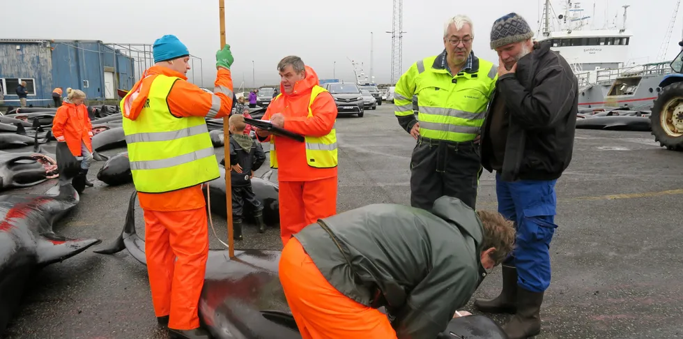 Den 5. og 6. oktober arrangerer Den nordatlantiske sjøpattedyrkommisjonen, NAMMCO, en internasjonal konferanse og innbyr til en gastronomisk smaksopplevelse basert på sel- og hvalkjøtt i Torshavn på Færøyene. Bildet er fra grindkvaldrap på Sandøy, Færøyene juni 2022.