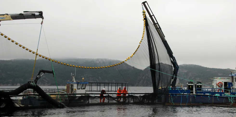 Vi er enig med fiskehelserapporten som slår fast at antall nødslaktet fisk bør rapporteres. Og disse tallene må være tilgjengelige. Hvis ikke er de reelle tallene for hvor mange fisk som faktisk dør før de når slakteriet, underestimert.