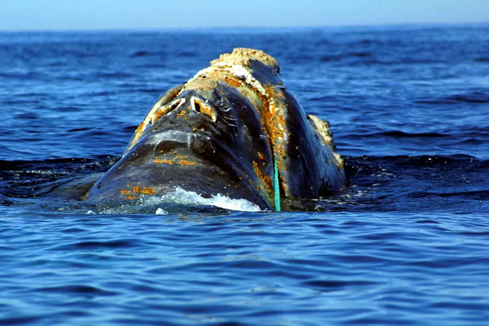 Clean up: an endangered North Atlantic right whale which is entangled in heavy plastic fishing link