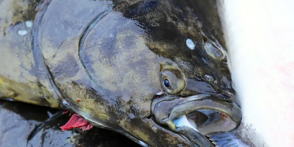 Halibut appears to be suited to warmer ocean temperatures.