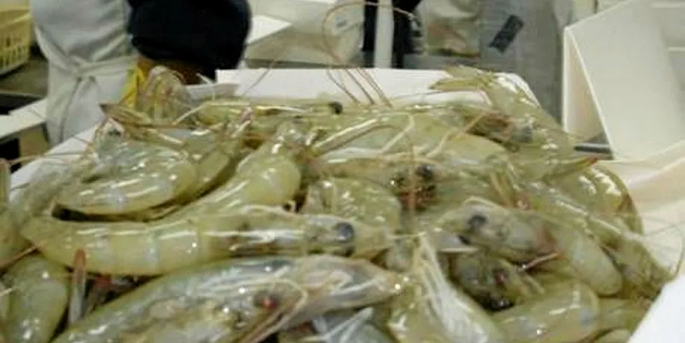 Ecuador shrimp processing