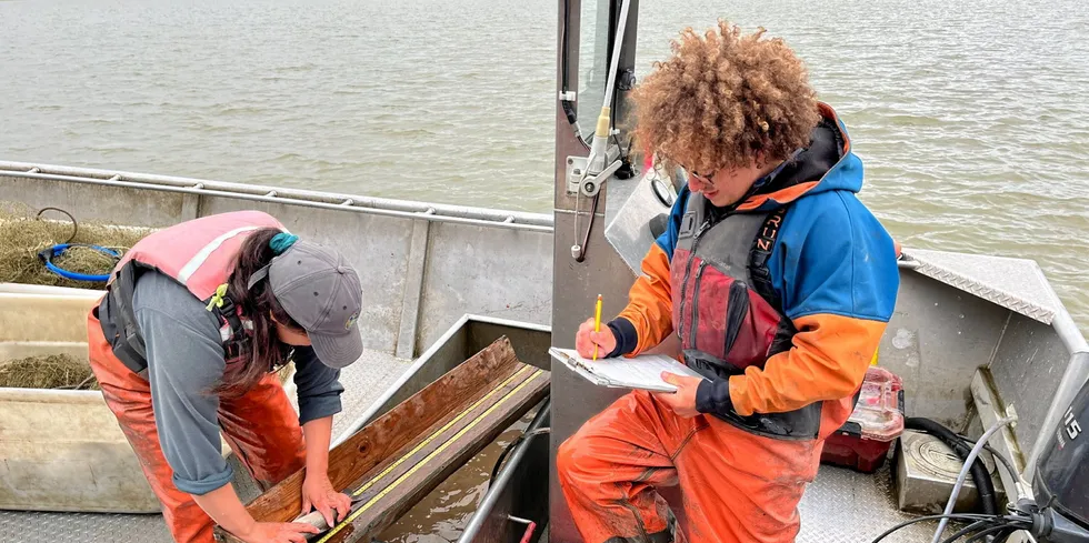 An Alaska Department of Fish & Game sonar crew counts the haul of an afternoon drift. The Kuskokwim River Inter-Tribal Fish Commission is asking the US pollock industry to impose a chum salmon bycatch cap.