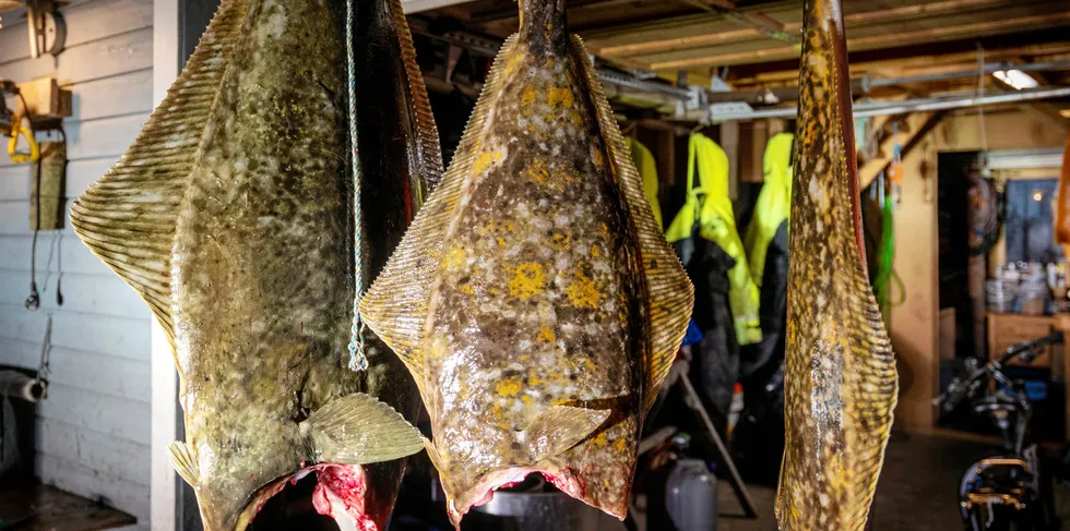 Kveitefisket langs kysten i nord har utviklet seg positivt over flere år, og er blitt en viktig inntektskilde for mange fiskere. Nå går det mot flere reguleringer her også.