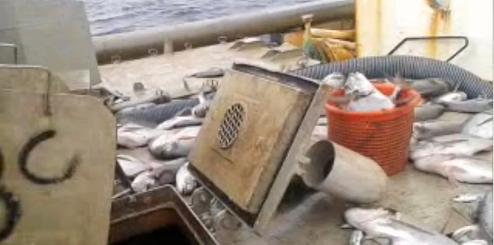 Nærmere 280 fiskefartøy har blitt solgt til utlandet i løpet av de siste 25 årene. En betydelig andel havner i fiskerier i afrikanske farvann. Bildet viser utkast av fisk utenfor okkuperte Vest Sahara. Tidligere norsk fiskebåt, «Buland» (ex,«Røttingøy»).