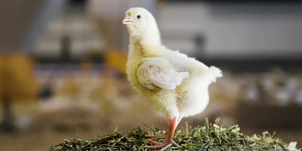 Norsk kylling har tatt fleire grep for å betre dyrevelferda. No vil dei samarbeide med oppdrettsnæringa.
