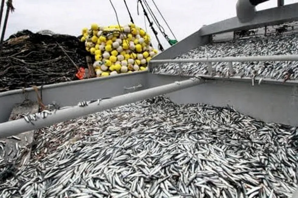 It was only a matter of time before officials brought the curtain down on second season anchovy fishing in Peru's north central waters.