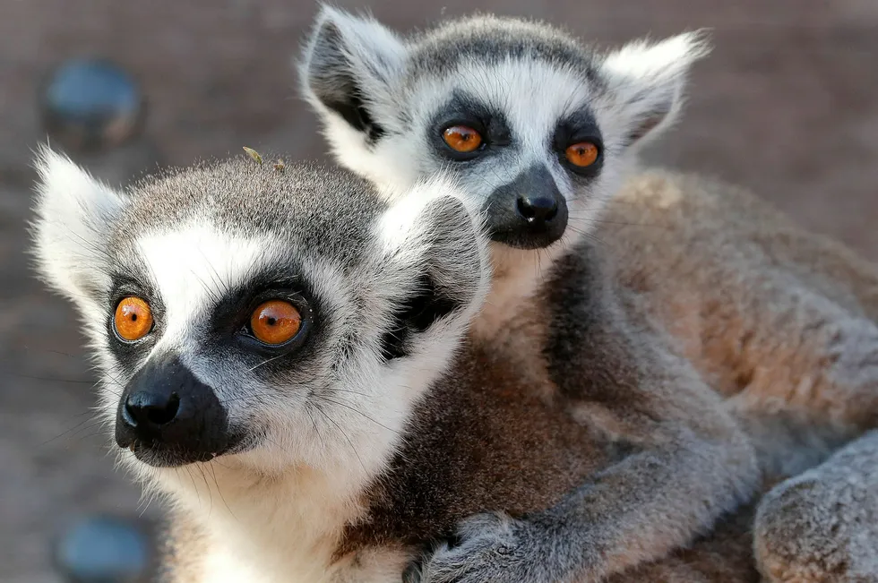 De fleste Lemur-artene risikerer å forvsinne fra jordens overflate for godt.