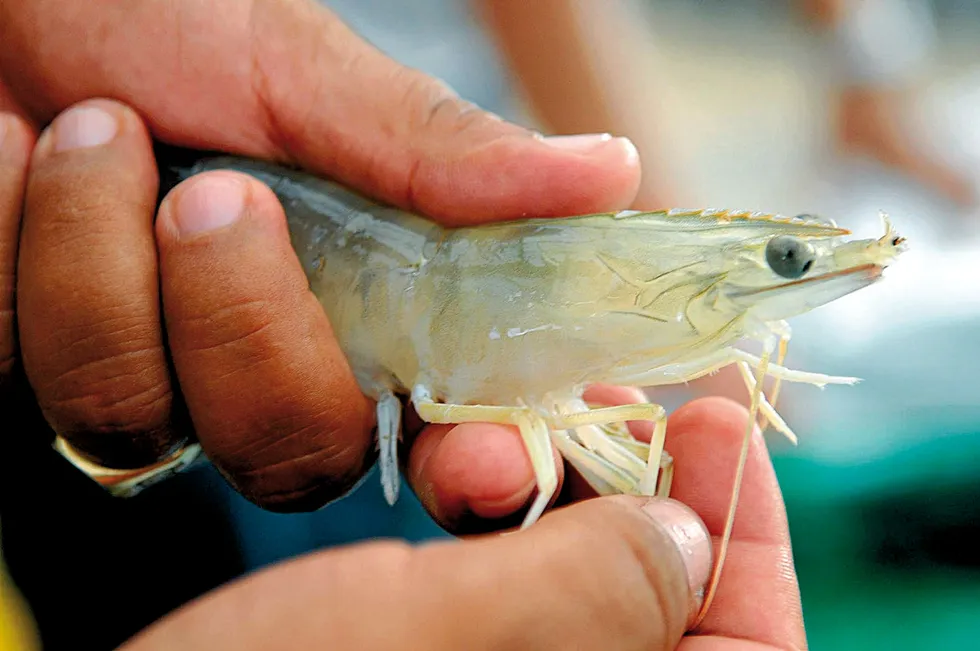 Development of the project is driven by demand for shrimp demand for Ecuador shrimp.