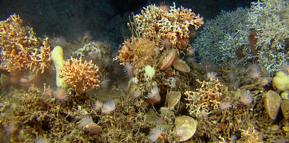 Koraller tåler tråling dårlig.