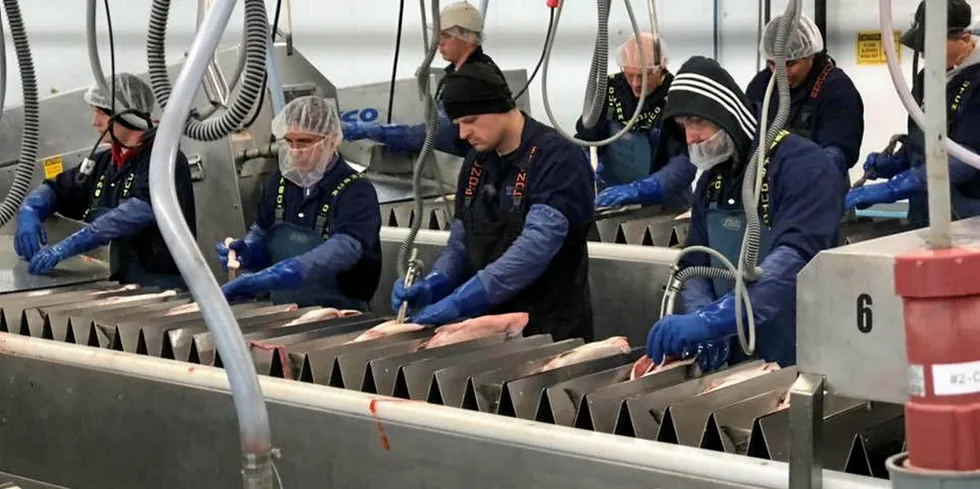 Workers at Ocean Beauty's Wood River facility in Bristol Bay scramble to process large volumes of sockeye salmon.