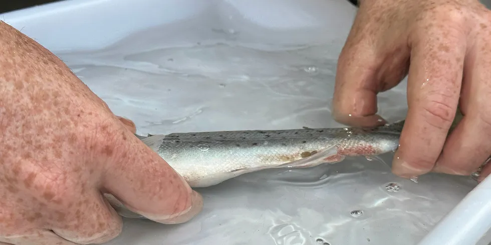 Tydelige merker på en fisk som har fått lakselus. Her fra en lusetelling etter fangst med ruse.