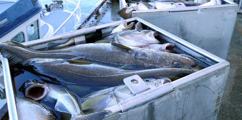 Ecobait er et spesialutviklet agn for blant annet linefangst.