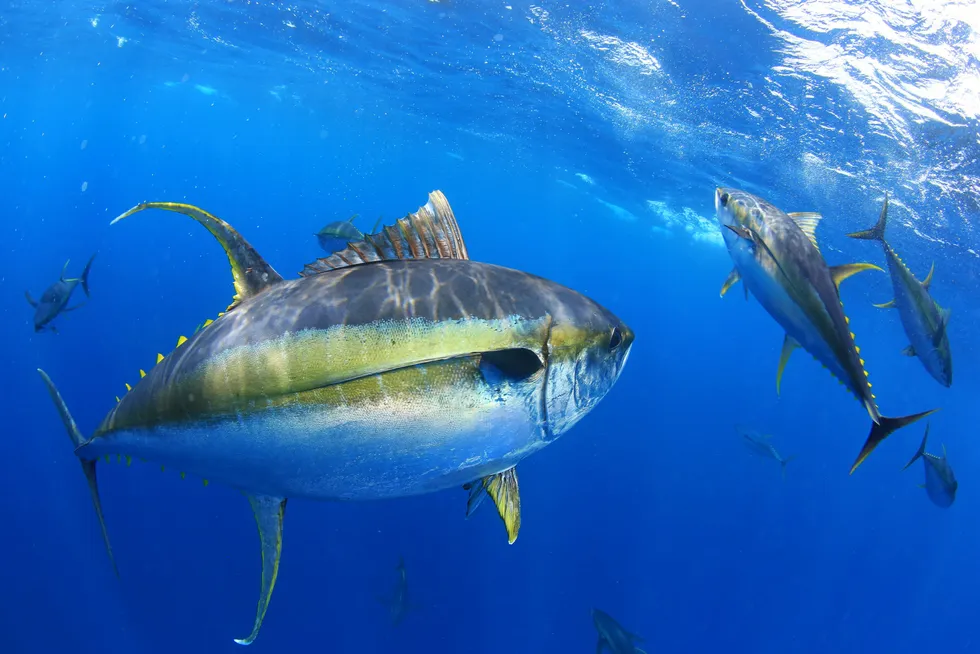 Attractive prospect: a yellowfin tuna