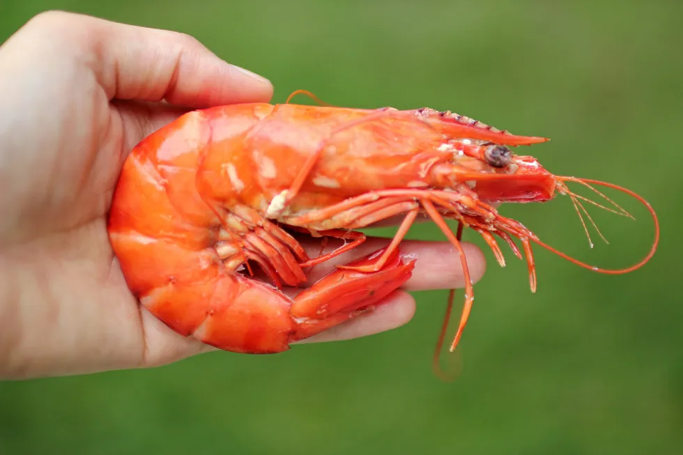 From power cuts and US duties to low prices and high production costs, shrimp exporters are facing many challenges.