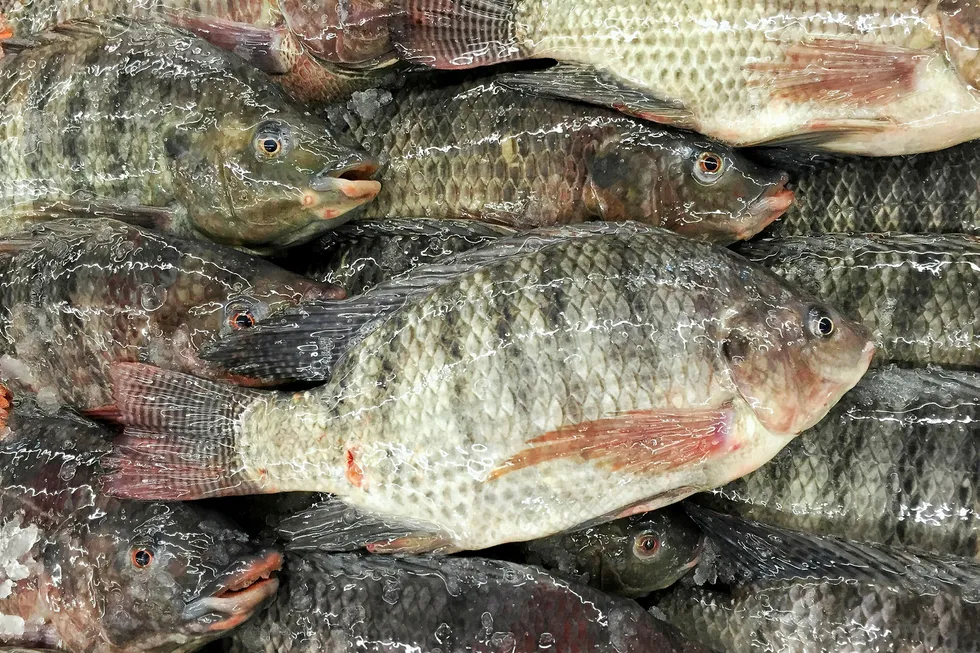 Nile Tilapia is susceptible to TiLV.