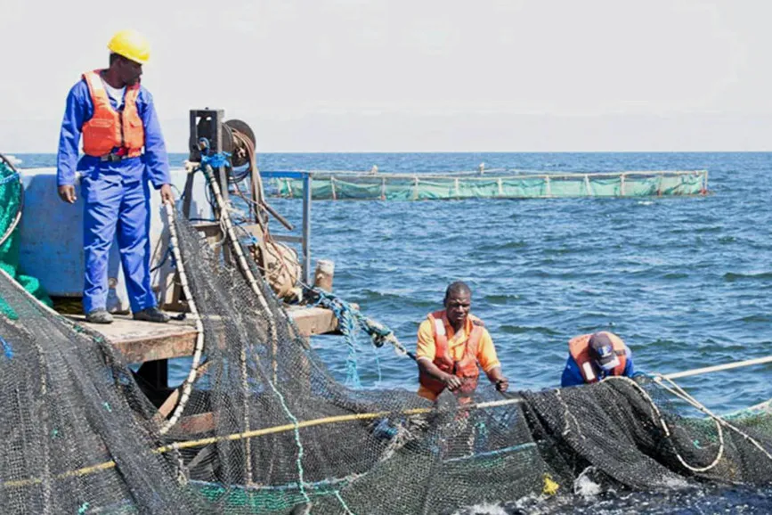 Lake Harvest's operations in Lake Kariba, Zimbabwe. The company is a pan-African platform with production in three countries and a wide distribution network.