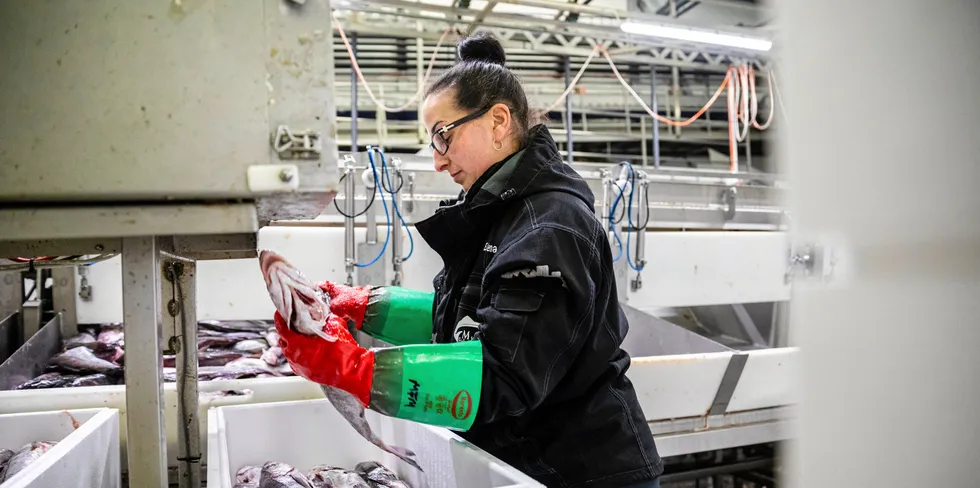 Elena Bejenacu jobber på Myre fiskemottak, her pakker hun hyse. Sjømat Norge mener det er på tide å skape økt lønnsomhet i fiskeindustrien, for på den måten lage en mer helhetlig og sunn økonomisk næring.