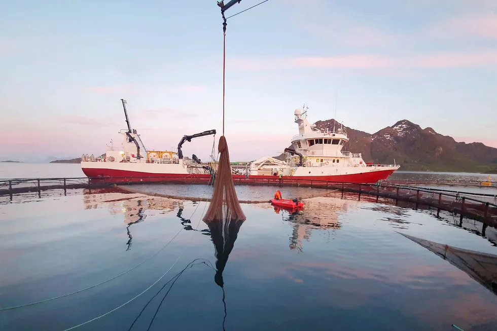 Natt til torsdag ble Nordlaks ferdig med å tømme 1,5 millioner laks fra sitt anlegg i Våtvika i Lofoten. To brønnbåter transporterte laks verdt 400 millioner kroner vekk fra dødelige alger og i sikkerhet lenger vest i Lofoten.