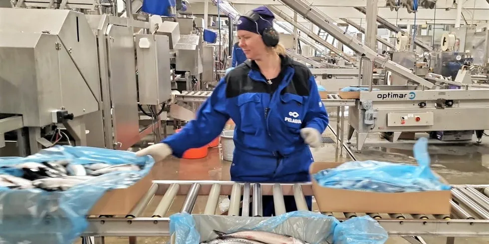 I sommer leverte Libas 350 tonn makrell til Pelagia på Træna. Fabrikksjef Sverre Hyttan var fornøyd med kvaliteten.