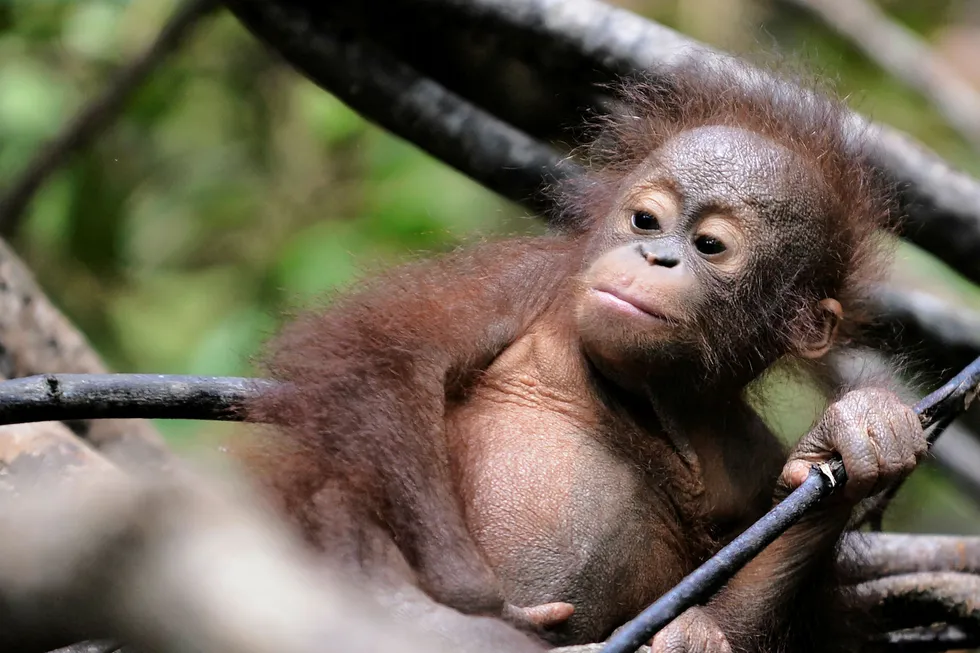 150.000 orangutanger på Borneo er drept siden 1999, ettersom stadig mer regnskog ødelegges for å lage palmeoljeplantasjer Foto: Bay Ismoyo/AFP photo/NTB Scanpix