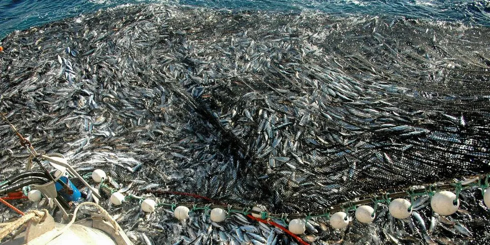 NORSK ANDEL: Norge må ikke gå for langt i å redusere sine rettmessige andeler av felles fiskebestander, skriver Audun Maråk, administrerende direktør i Fiskebåt i dette leserinnlegget. Foto: Einar Lindbæk