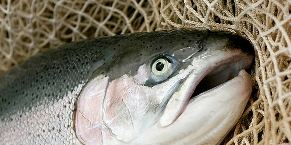 Rainbow trout raised in seawater.