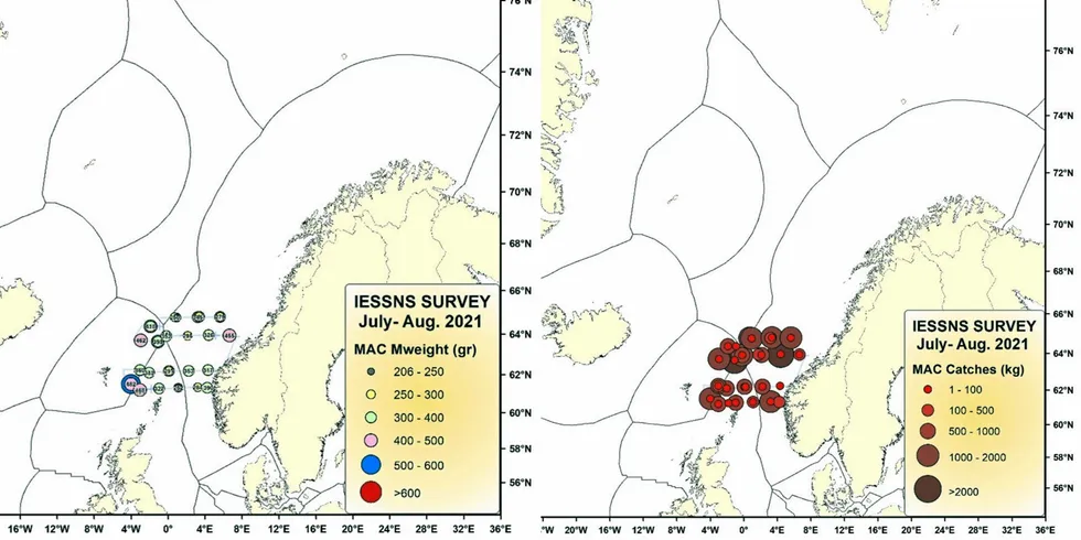 Kartet til venstre viser gjennomsnittsvekt av makrell på «Vendla» 1.–12. juli. Kartet til høyre viser makrellfangster på «Vendla» 1.–12. juli.