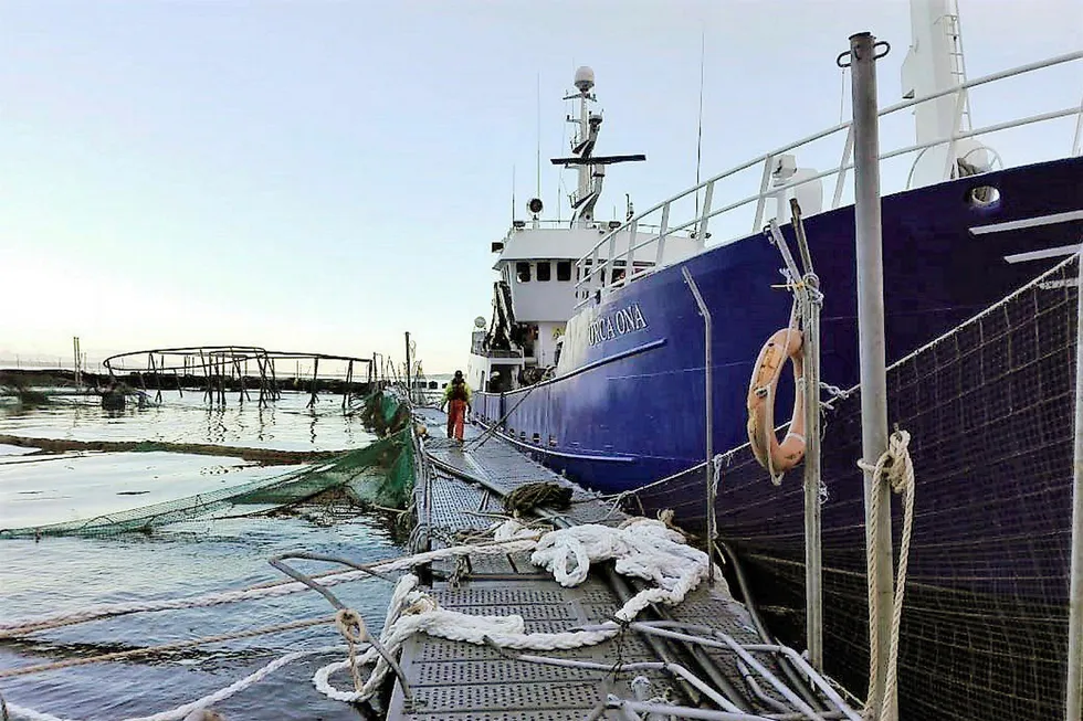 Etterspillet etter en stor rømningsulykke ved Marine Harvests oppdrettsanlegg utenfor Isla Huar i Sør-Chile skaper splid. Bildet skal være fra opprydningsarbeidet etter uværet i juli som skadet anlegget.