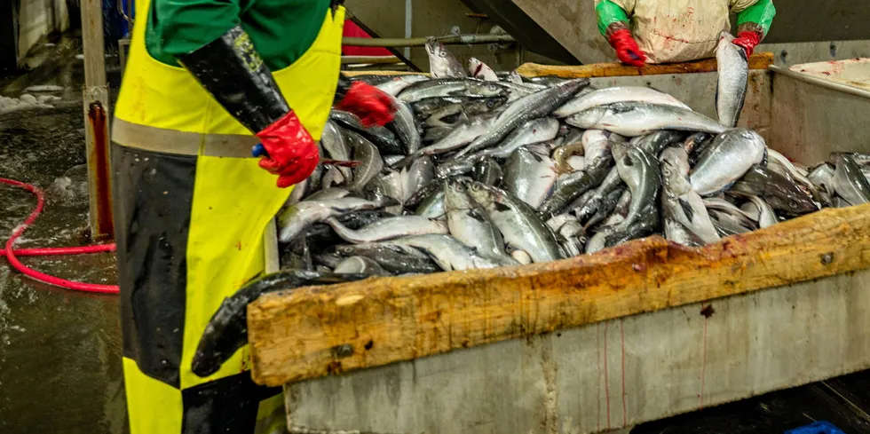 Fiskemottak og slakterier blir ilagt strengere krav til rensing av prosessvannet.