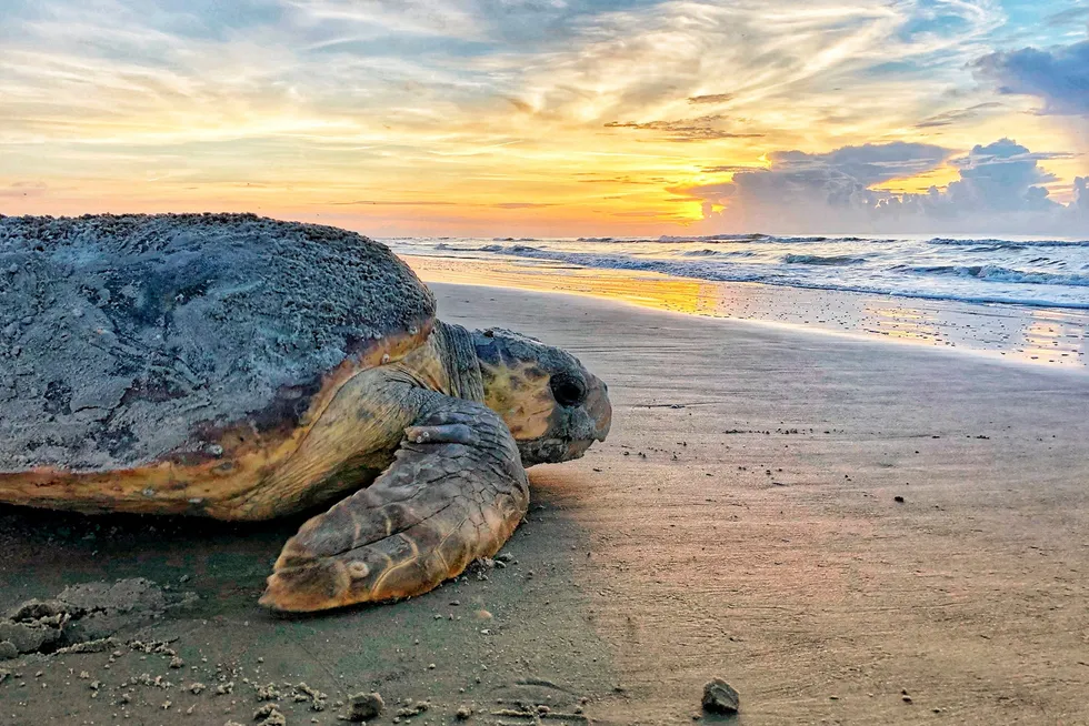 Protected: A loggerhead sea turtle returns to the ocean after nesting on Ossabaw Island off the US state of Georgia.