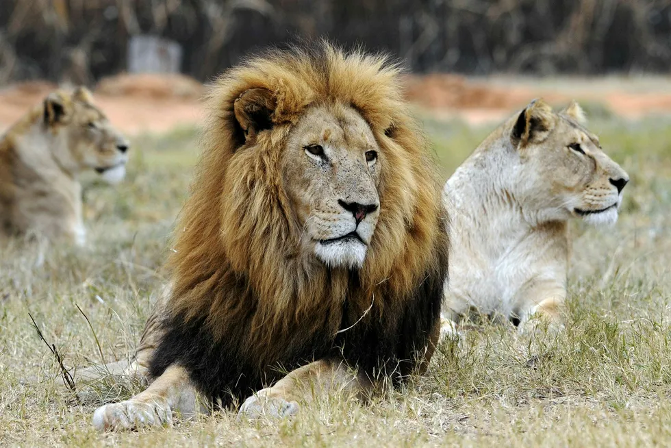 Goxplore har hatt flere tilbud på opphold i parker, der man blant annet har jobbet med løver.