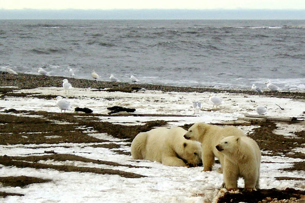 Barack Obama setter foten ned for ny oljeleting iarktiske farvann. Bildet viser en isbjørn og to unger ved kysten av Beauforthavet ved nasjonalparken Arctic National Wildlife. Foto: U.S. Fish and Wildlife Service/Reuters/NTB scanpix